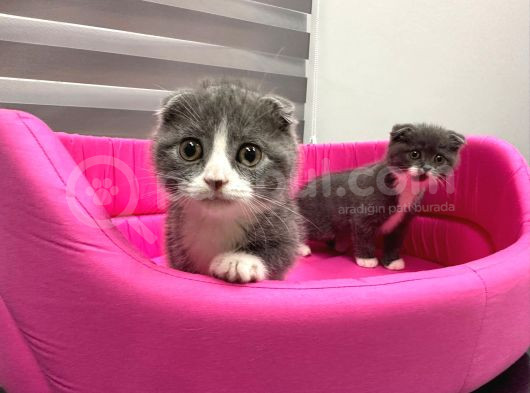 Scotti̇sh Fold Sifir Kulak Bi̇color Özel Yavrularimiz görsel