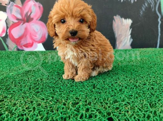 Sağlık Irk Garantili Maltipoo Yavrular görsel