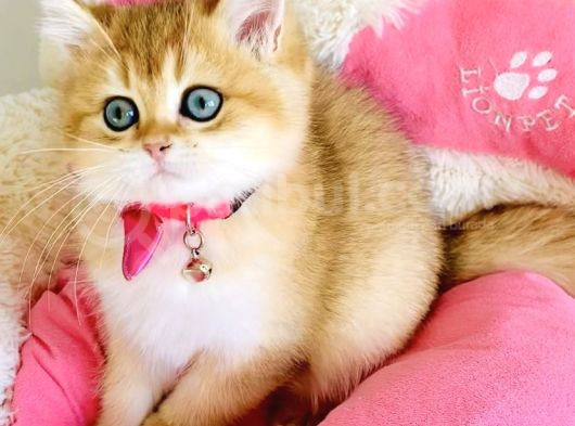 Scrli Ebeveynden Üst Kalite Golden Ny12 Brıtısh Shorthair görsel