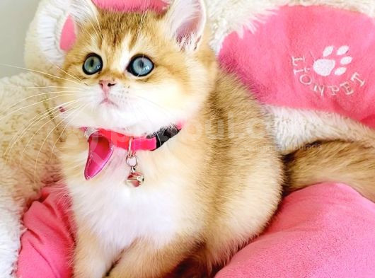 Scrli Ebeveynden Üst Kalite Golden Ny12 Brıtısh Shorthair görsel