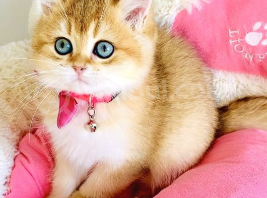 Scrli Ebeveynden Üst Kalite Golden Ny12 Brıtısh Shorthair görsel