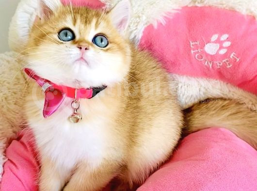 Scrli Ebeveynden Üst Kalite Golden Ny12 Brıtısh Shorthair