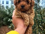 Red Braw Kıpkırmızı Ev Üretimi Tooy Poodle