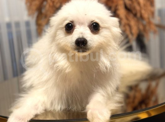 Pomerian Köpeğimiz görsel