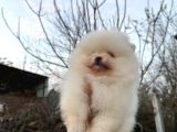 POMERANİAN BOO AYI SURAT ÖMÜR BOYU GARANTİLİ