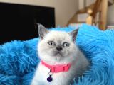 British Shorthair Bluepoint Yavrular