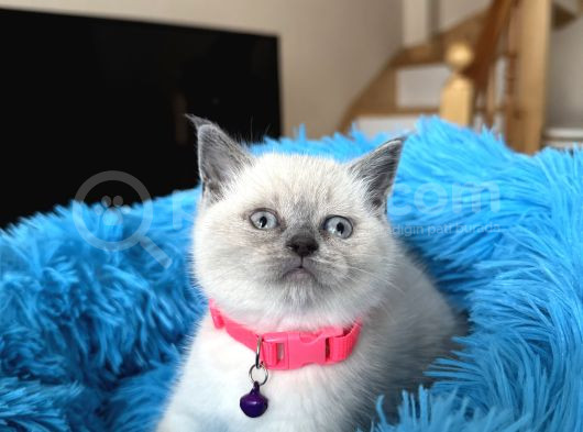 British Shorthair Bluepoint Yavrular görsel