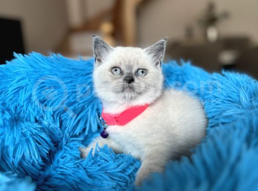 British Shorthair Bluepoint Yavrular