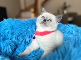British Shorthair Bluepoint Yavrular