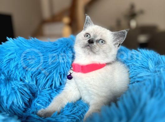 British Shorthair Bluepoint Yavrular görsel
