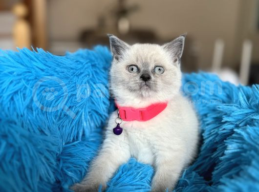 British Shorthair Bluepoint Yavrular görsel