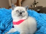 British Shorthair Bluepoint Yavrular