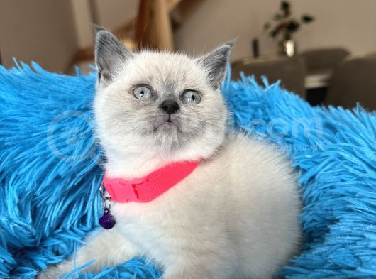 British Shorthair Bluepoint Yavrular görsel