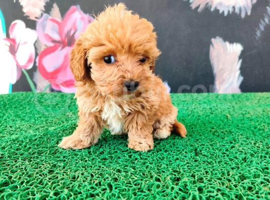 Sağlık Irk Garantili Maltipoo Yavrular görsel