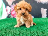 Sağlık Irk Garantili Maltipoo Yavrular