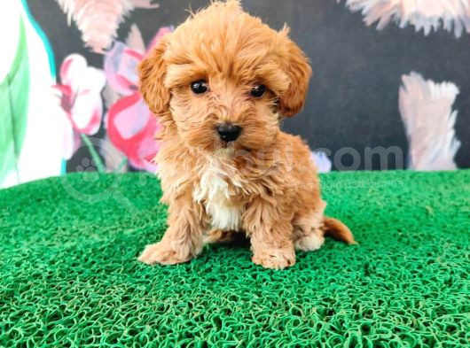 Sağlık Irk Garantili Maltipoo Yavrular görsel