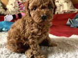 TEACUP 2 KG GARANTİSİ ALTINDA KIRMIZI RED TOOY POODLE