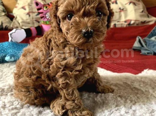 Teacup 2 Kg Garanti̇si̇ Altinda Kirmizi Red Tooy Poodle