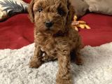 Teacup 2 Kg Garanti̇si̇ Altinda Kirmizi Red Tooy Poodle