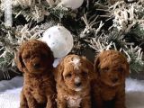 TEACUP 2 KG GARANTİSİ ALTINDA KIRMIZI RED TOOY POODLE