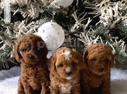 Teacup 2 Kg Garanti̇si̇ Altinda Kirmizi Red Tooy Poodle