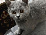 Shorthair Dişi 4 Aylık