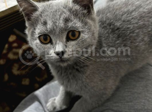Shorthair Dişi 4 Aylık görsel