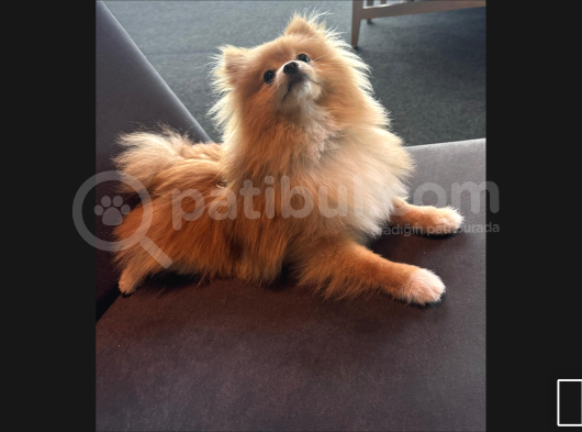 Pomerian Boo görsel