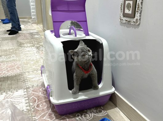 Shorthair Dişi 4 Aylık görsel