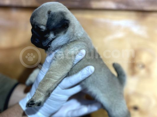 Üst Düzey Pug Yavrular görsel