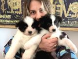Border Collie Yavrular