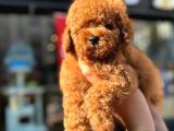 Secereli Kore Poodle Yavruları Red Brown