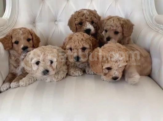 Maltipo Cinsi Yavrular Kahve Tonlu Mini Boy Puppy görsel
