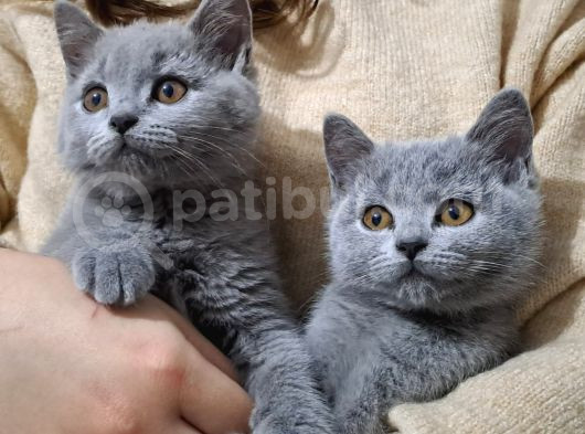 Shorthair Dişi 4 Aylık