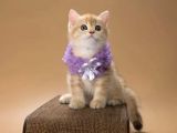 Elit Golden British Shorthair
