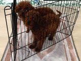 Safkan Toy Poodle Kore Yavrular