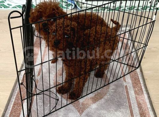 Safkan Toy Poodle Kore Yavrular görsel