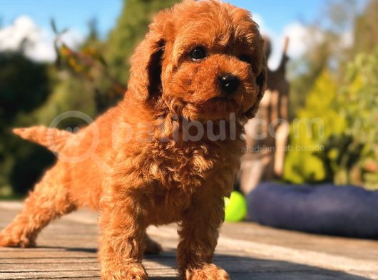 Toy Poddle In En Güzelleri̇ görsel