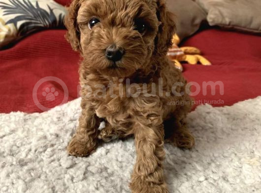 Red Braw Kıpkırmızı Ev Üretimi Tooy Poodle görsel