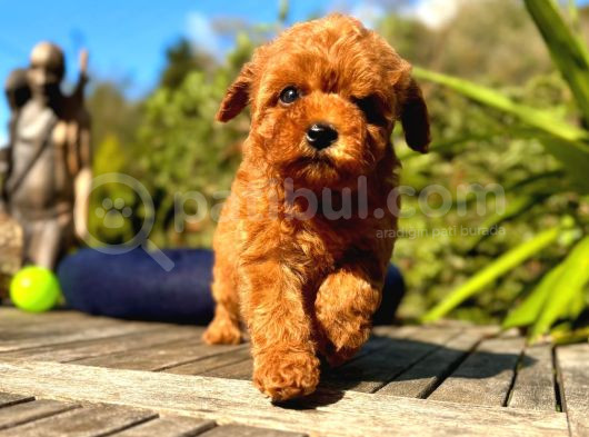 Toy Poddle In En Güzelleri̇ görsel