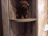 Safkan Toy Poodle Kore Yavrular