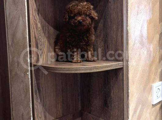 Safkan Toy Poodle Kore Yavrular görsel
