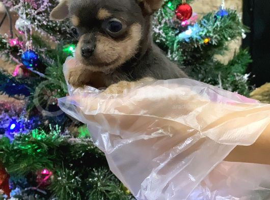 Tea Cup Nadir Renk Chihuahua Bebekler
