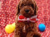 Toy Poddle In En Güzelleri̇