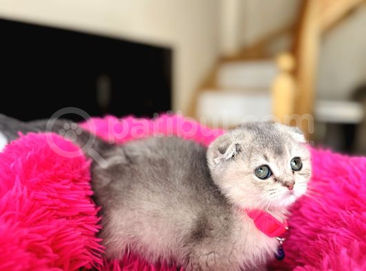 Scottish Fold Ay12 görsel