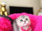 Scottish Fold Ay12