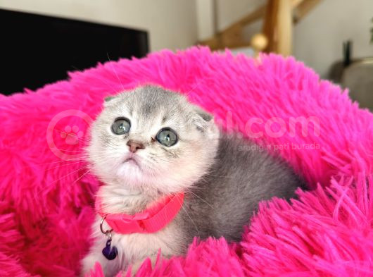 Scottish Fold Ay12 görsel