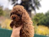 Toy Poddle In En Güzelleri̇