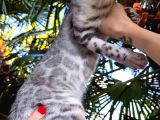 Bengal Silver Erkek