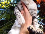 Bengal Silver Erkek